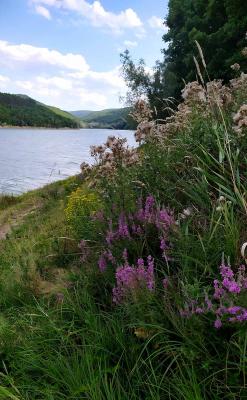 Прикрепленное изображение: IMG_20190810_161202_1.jpg